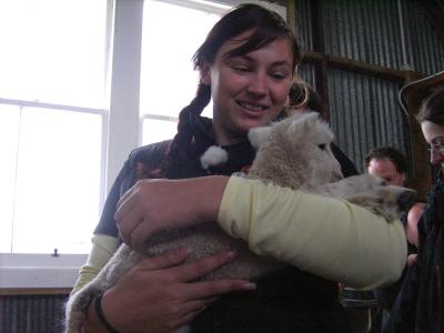 Dieses LAmm ist etwa 2TAge alt. Wie suess. Dieses LAmm ist etwa 2TAge alt. Wie suess.